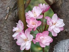 拍摄花卉一（970）