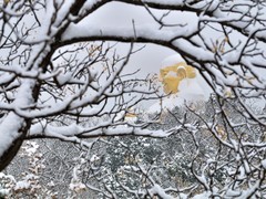 【视觉光影】瑞 雪 泉 城 （1）