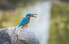 小翠鸟（三十五）