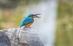 小翠鸟（三十五）