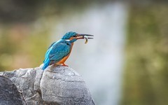 小翠鸟（三十五）