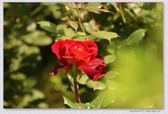 月季花【丙午年-190】
