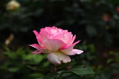 月季花--省植物园