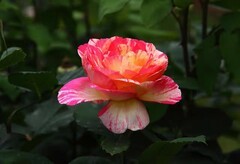月季花--省植物园