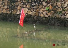 附近随拍的白鹭。