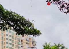 附近随拍的白鹭。