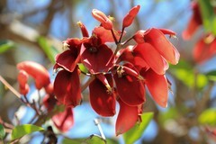 拍摄花卉一（1113）