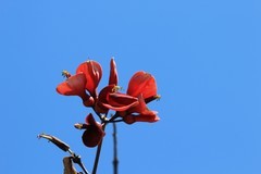 拍摄花卉一（1113）