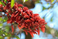 拍摄花卉一（1113）