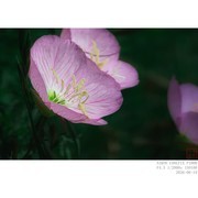 月见草