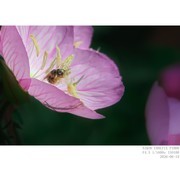 月见草