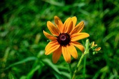 随拍——夏日小花