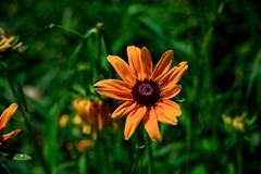 随拍——夏日小花