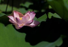 荷花 (2)