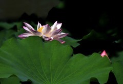 荷花 (2)