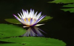 [26298] 云溪的莲花（6）
