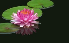 [26298] 云溪的莲花（6）