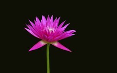 [26298] 云溪的莲花（6）