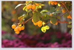 国庆节游公园【丙午年-401】