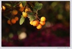 国庆节游公园【丙午年-401】