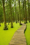 金秋九月故乡行之--渌阳湖湿地公园之三（完）