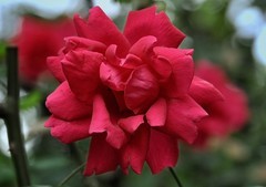 2026花卉植物赏析【12】