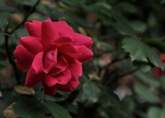 2026花卉植物赏析【12】