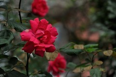 2026花卉植物赏析【12】