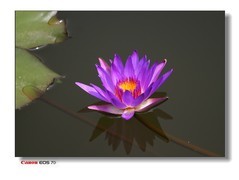 湿地的莲花。