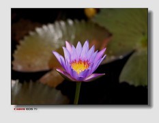 湿地的莲花。
