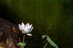 杂拍-上