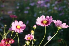 格桑花