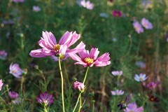 格桑花