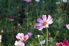 格桑花