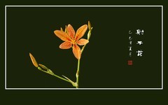 高挑漂亮的射干花