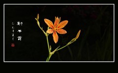 高挑漂亮的射干花