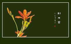 高挑漂亮的射干花