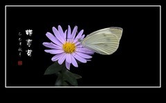 小小粉蝶恋小菊