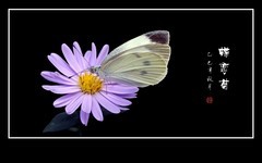 小小粉蝶恋小菊