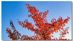 红叶流光（五 ）