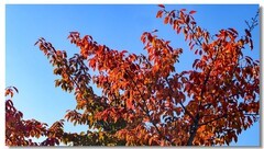 红叶流光（五 ）