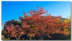 红叶流光（五 ）