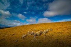 新疆喀拉峻草原 12