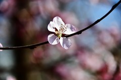 一年一度桃花开