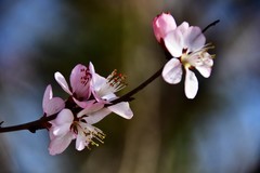 一年一度桃花开