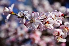 一年一度桃花开