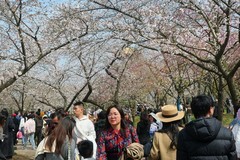 东湖樱花园（八）