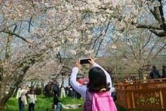 东湖樱花园（八）
