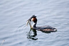 随拍——华山湖的凤头PT（四）