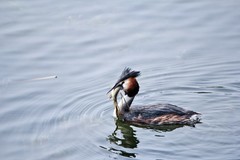 随拍——华山湖的凤头PT（四）